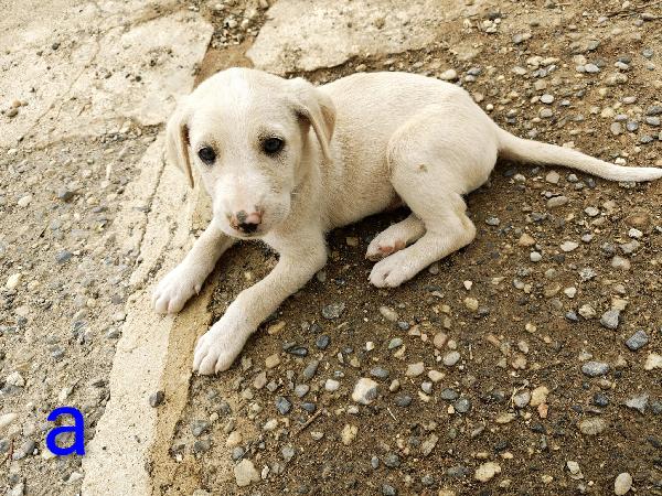 🐾 ADONE, UN PICCOLO EROE IN CERCA DI AMORE 🐾 Foto 7
